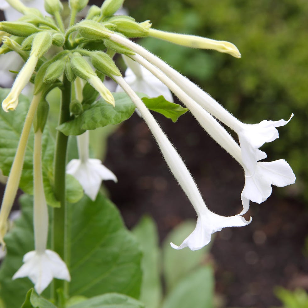 white flowers of tobacco plant, nicotiana sylvestris, in garden
