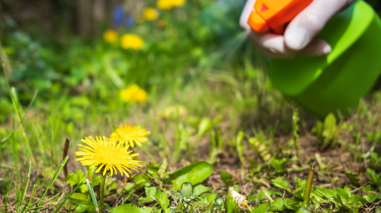 A gardener sprays herbicide on a dandelion growing in a patch of green grass