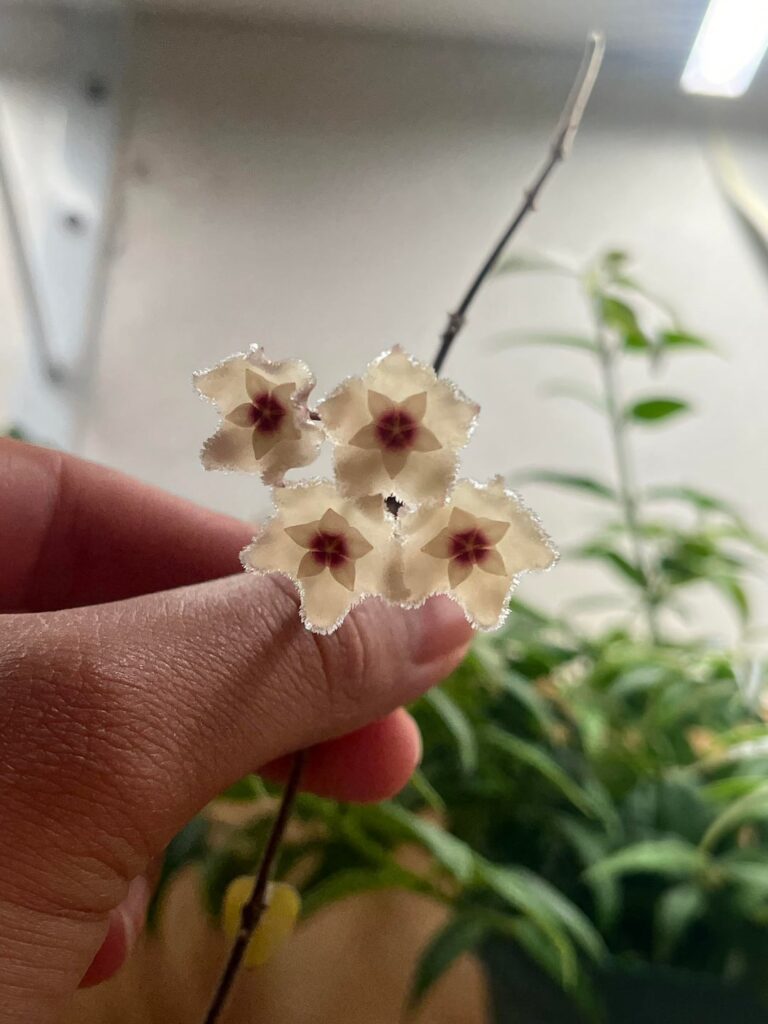 first blooms ever ! H. mathilde
