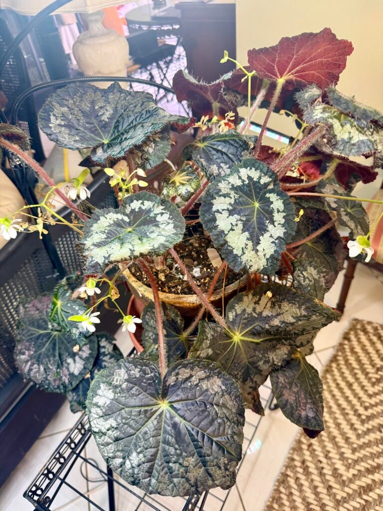 Begonia Old Blue