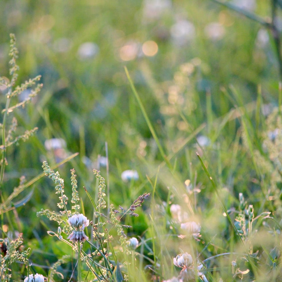Wild garden with wildflowers wild garden with wildflowers