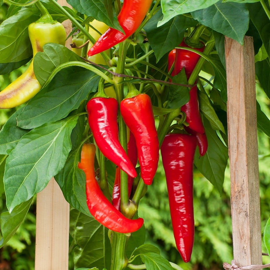 window boxes - CHILLI window boxes chilli