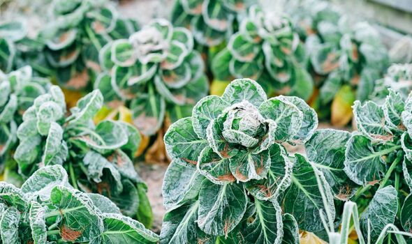 Vegetable garden with winter frost Vegetable garden with winter frost