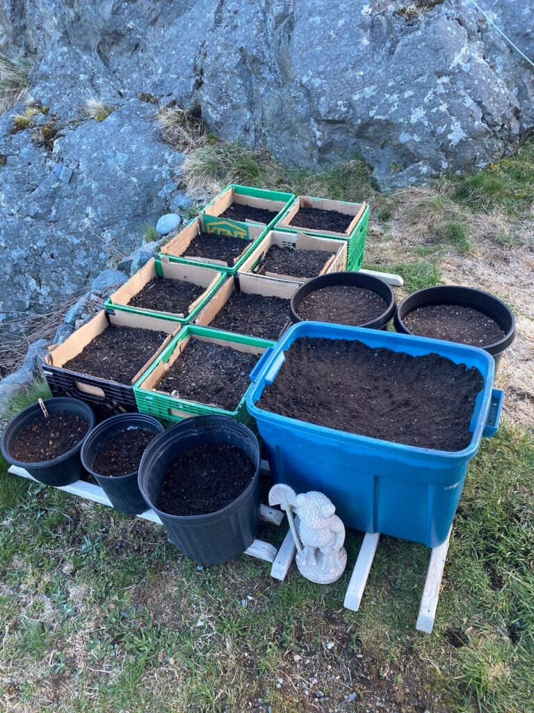 Milk crate / container garden progress! dog tax attached