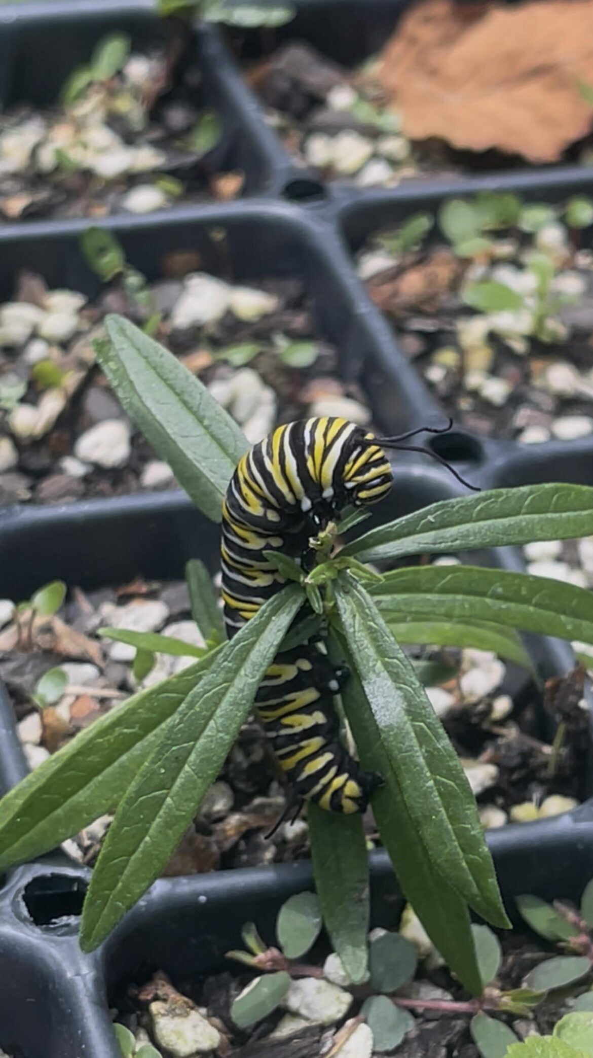 I found this chonker on my winter sown seedlings! SE Georgia