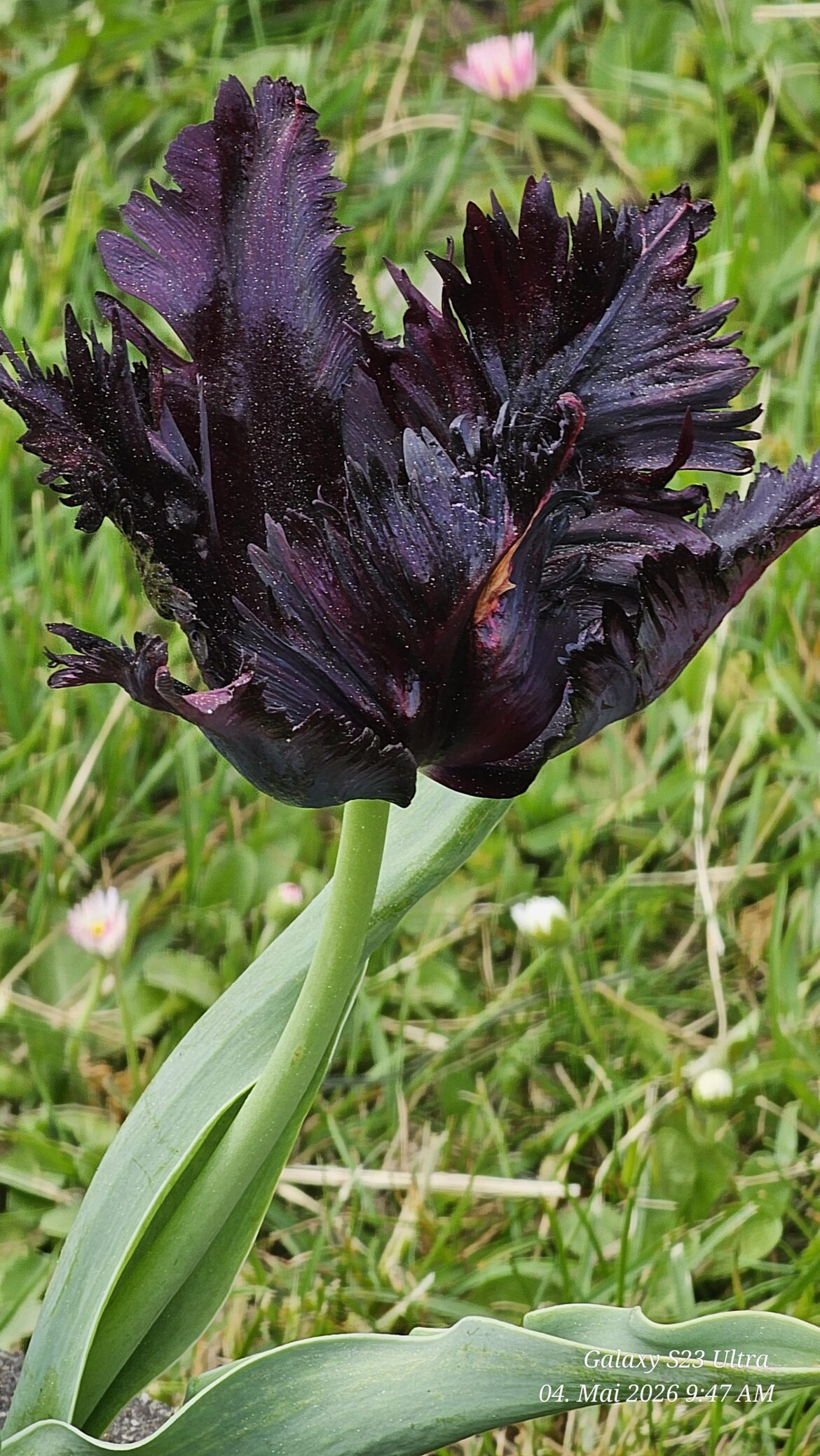 Papageien-Tulpe, 'Black Parrot'.