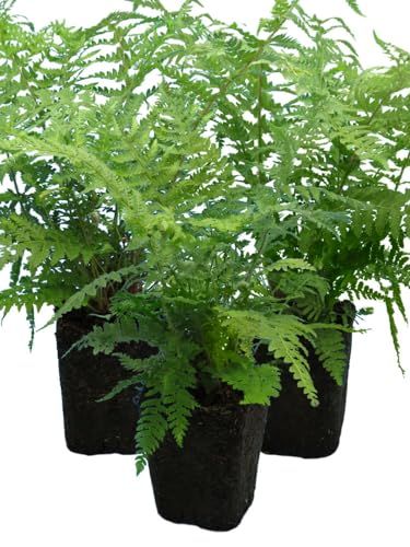Shield Fern X 3 &ndash; Hardy Evergreen Ferns for Shade &ndash; Outdoor Plants for Borders, Woodland Gardens, Patios &ndash; Uk Grown- 1l Rootball Ready to Plant- Pot Not Included - Supplied With Peat Free Compost