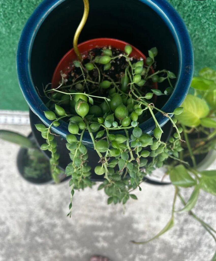 I wanted to thank everyone who helped me with my SOP. She was barely growing and with the advice I received here she’s doing SO much better! I trimmed her and put the trimmings into her new bigger pot and she’s doing amazing! First pic is when she needed help and the others are her now! I wanted to thank everyone who helped me with my SOP. She was barely growing and with the advice I received here she’s doing SO much better! I trimmed her and put the trimmings into her new bigger pot and she’s doing amazing! First pic is when she needed help and the others are her now!