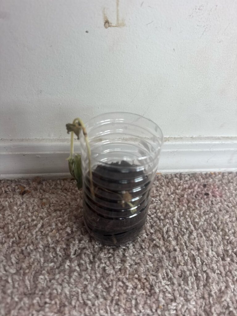 Dying plant