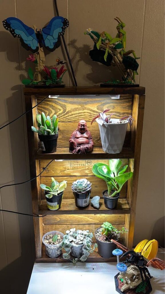 My succulent shelf