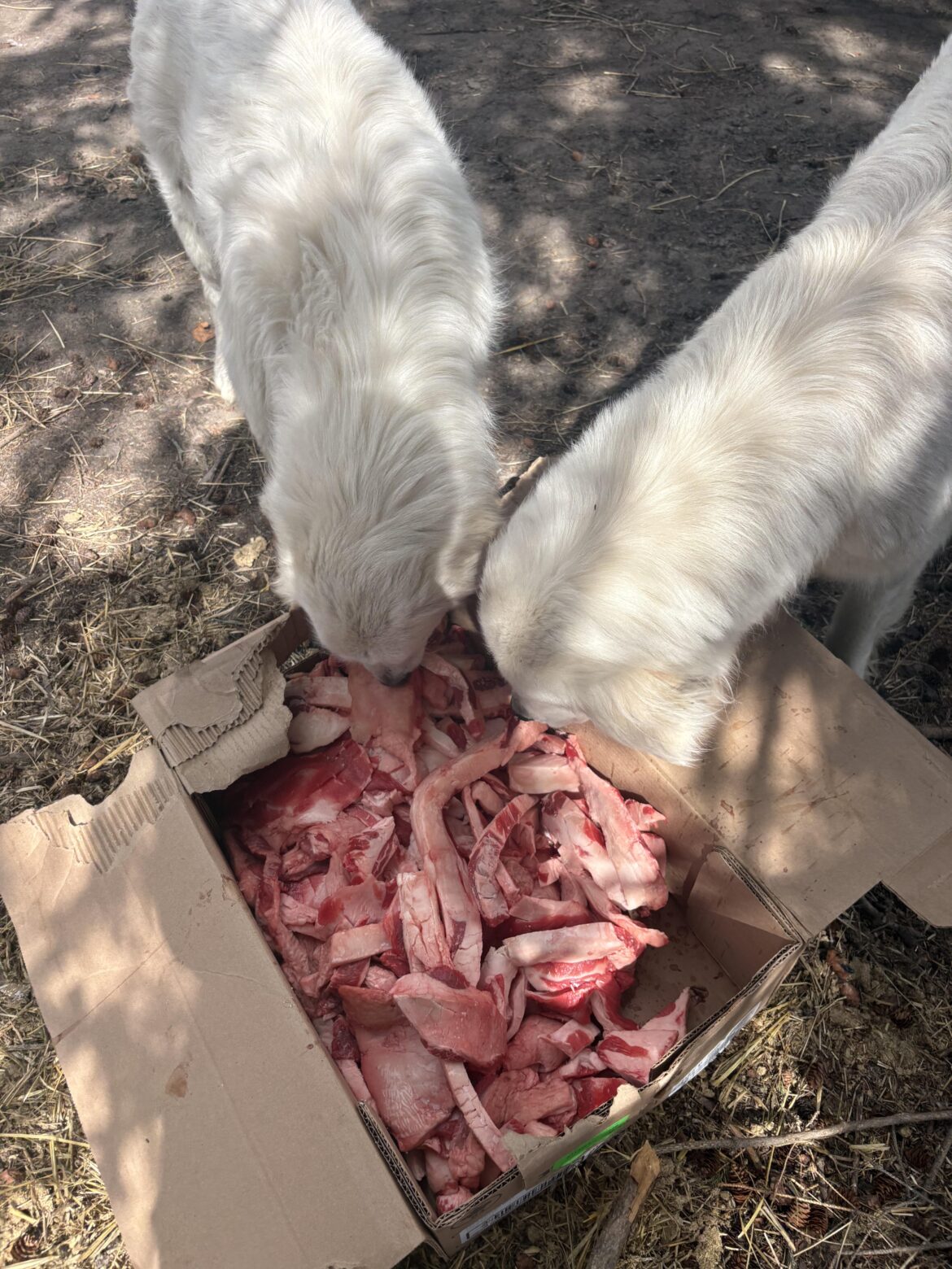 It’s a good day to be a white dog
