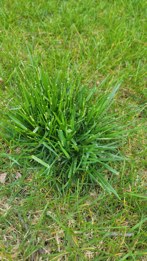 Is this weed or crab grass i overseeded in fall and i have bunch like this all over lawn [Western PA, zone 6B]
