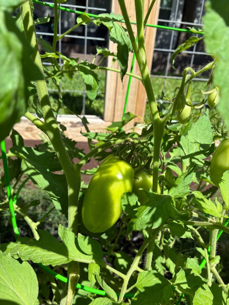 Tomatoes aren’t turning red. Just impatient?
