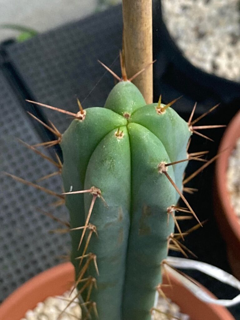Growing plants thicker