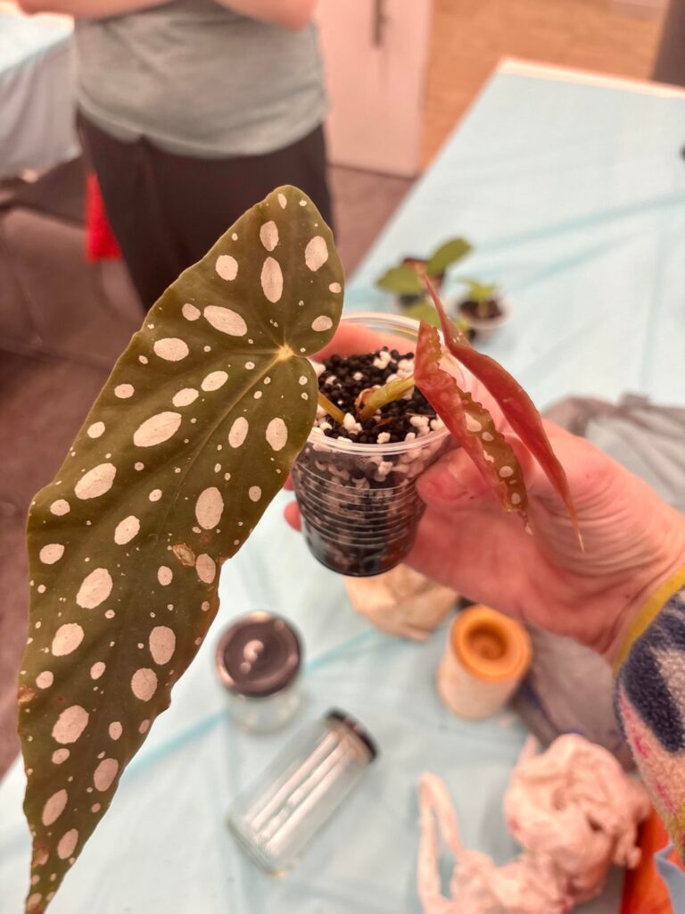 Why did the leaves crinkle and dry in spots?
