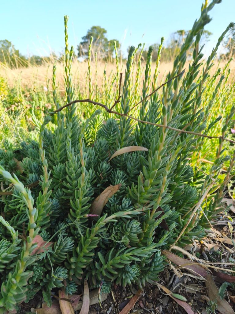 These succulents have been living in an area that was abondened 30 years ago! These succulents have been living in an area that was abondened 30 years ago!