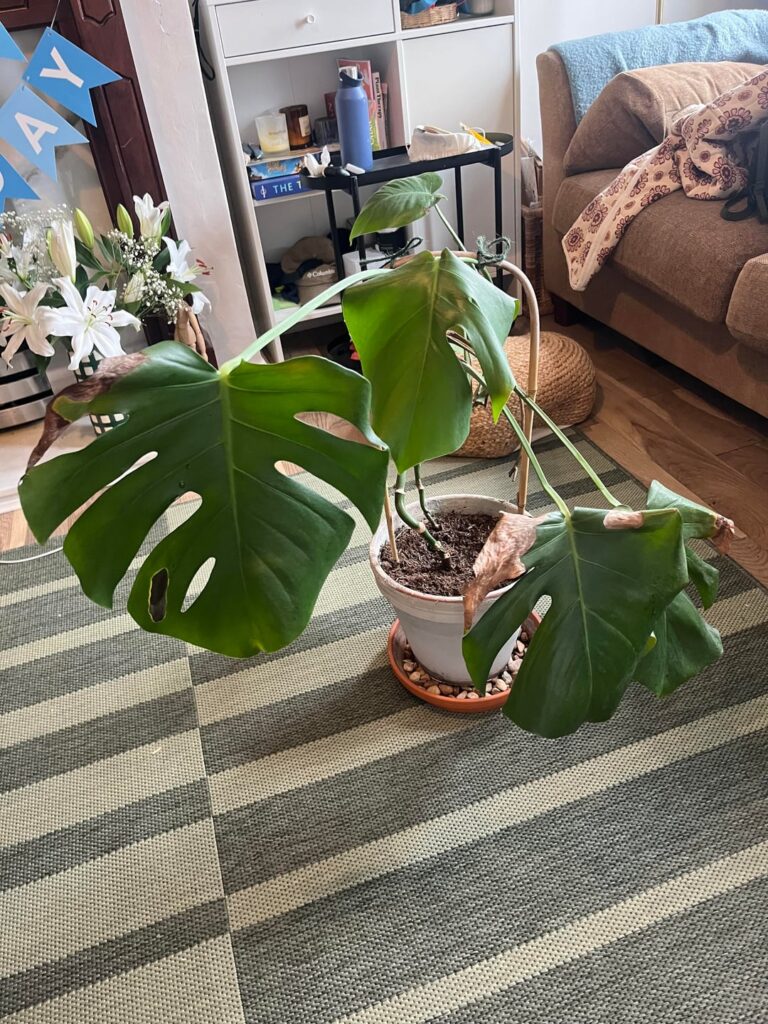 Help! What does my monstera need? Help! What does my monstera need?