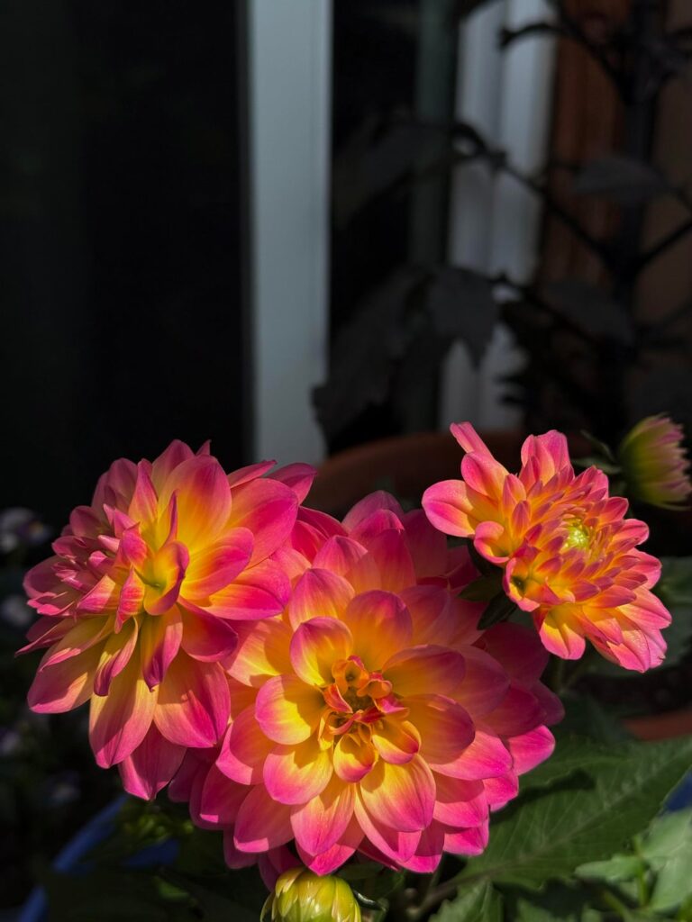 first blooms💗🧡