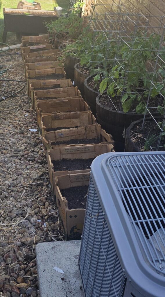 Potatoes in Costco Banana Boxes