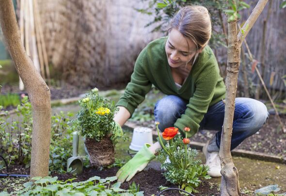 Woman planting flowers in her backyard Woman planting flowers in her backyard