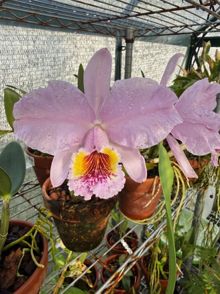 Cattleya lueddemanniana vinicolor first bloom