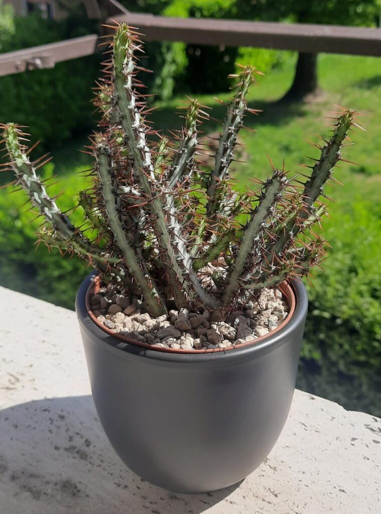 My first Euphorbias!