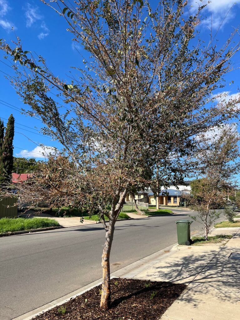 Tree Identification! Tree Identification!