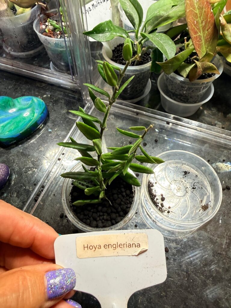 Tiny and small leaf hoyas