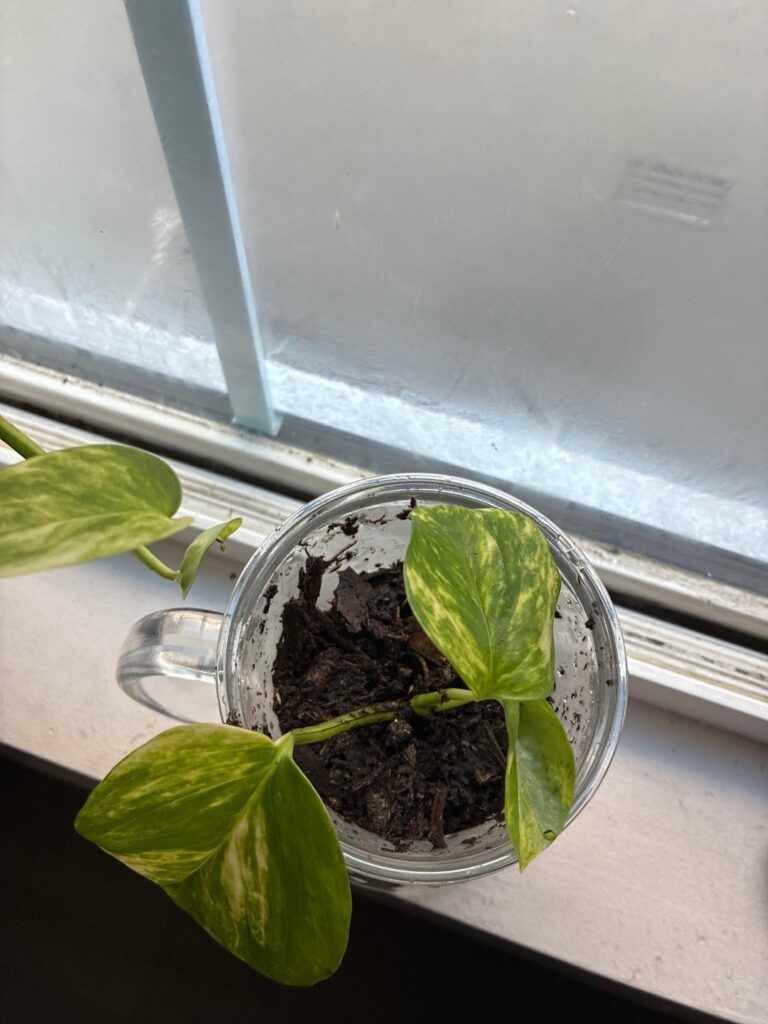 Just put the propagation in soil.