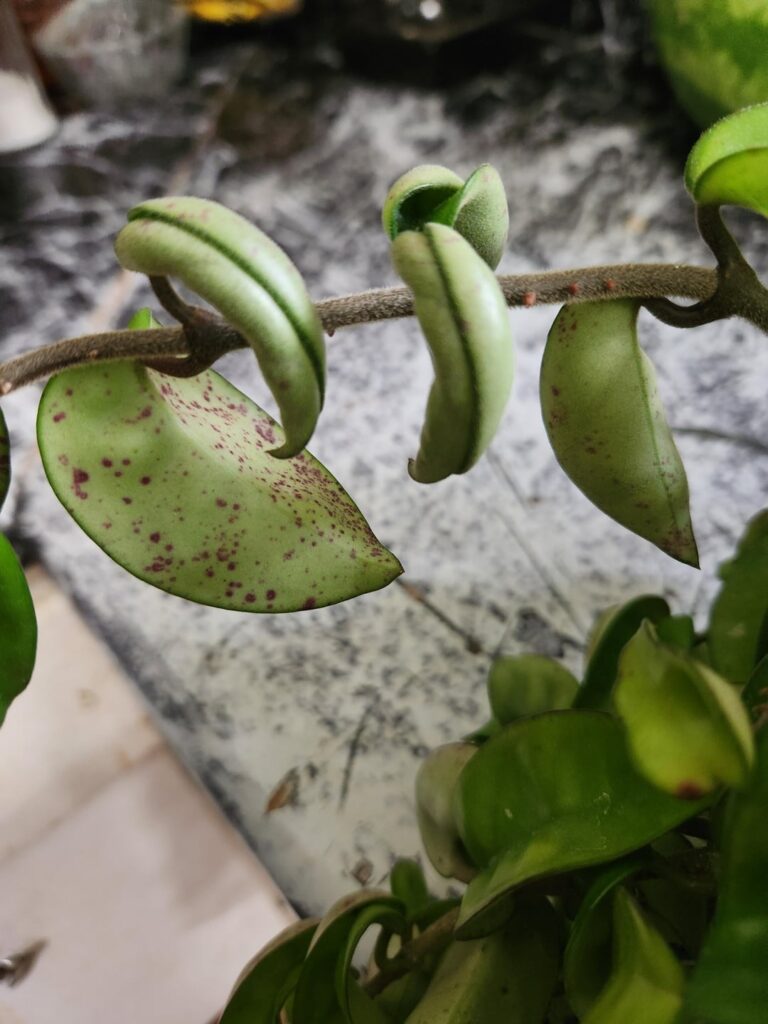 Spots?