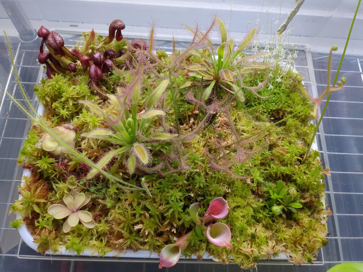 Our 4yo bog using a micro green tray + sphagnum moss