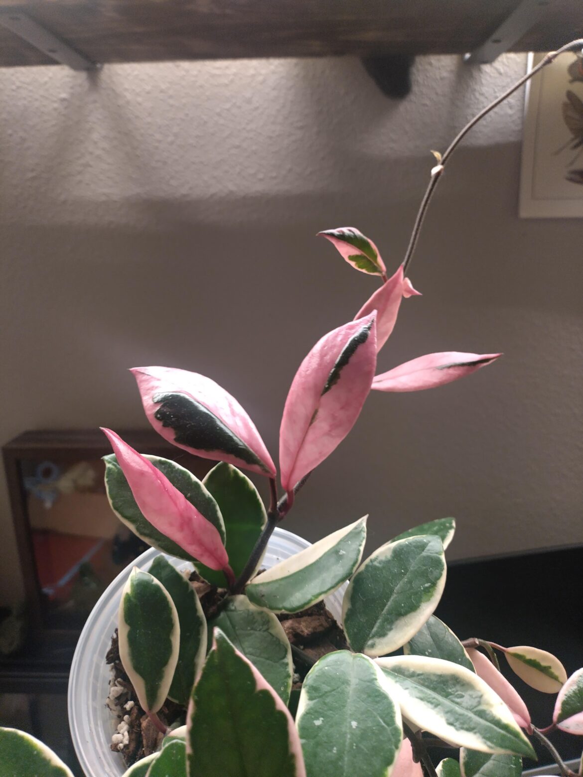 First hoya First hoya