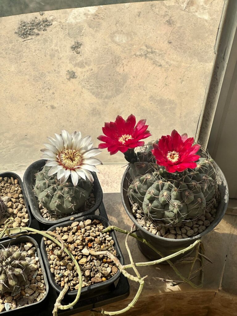 🌞🌸🌸🌸