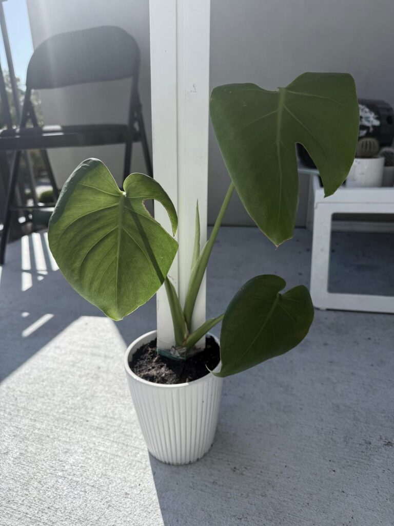 Monstera update! Monstera update!