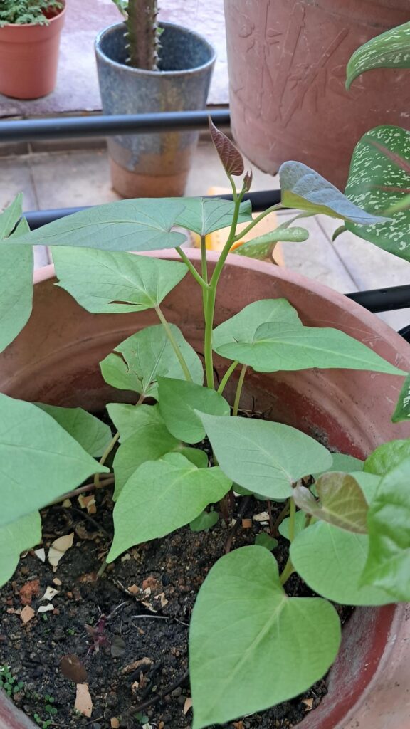 Sweet Potato Leaves