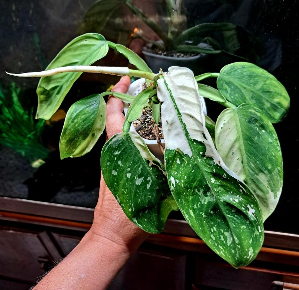 This is Jose