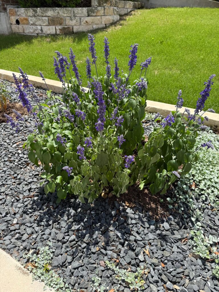 Why is my sage leaves wilting in the sun? Why is my sage leaves wilting in the sun?