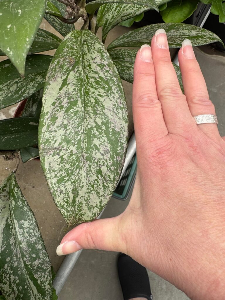 Help ID? Help ID?