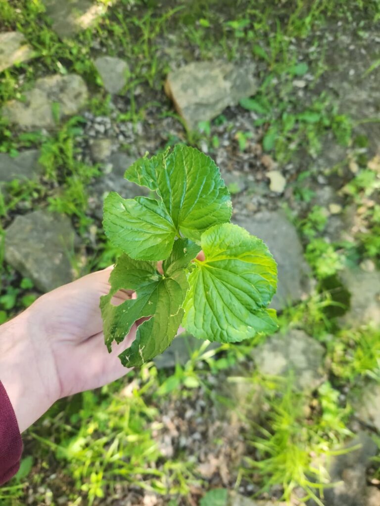 Plant ID says wild garlic