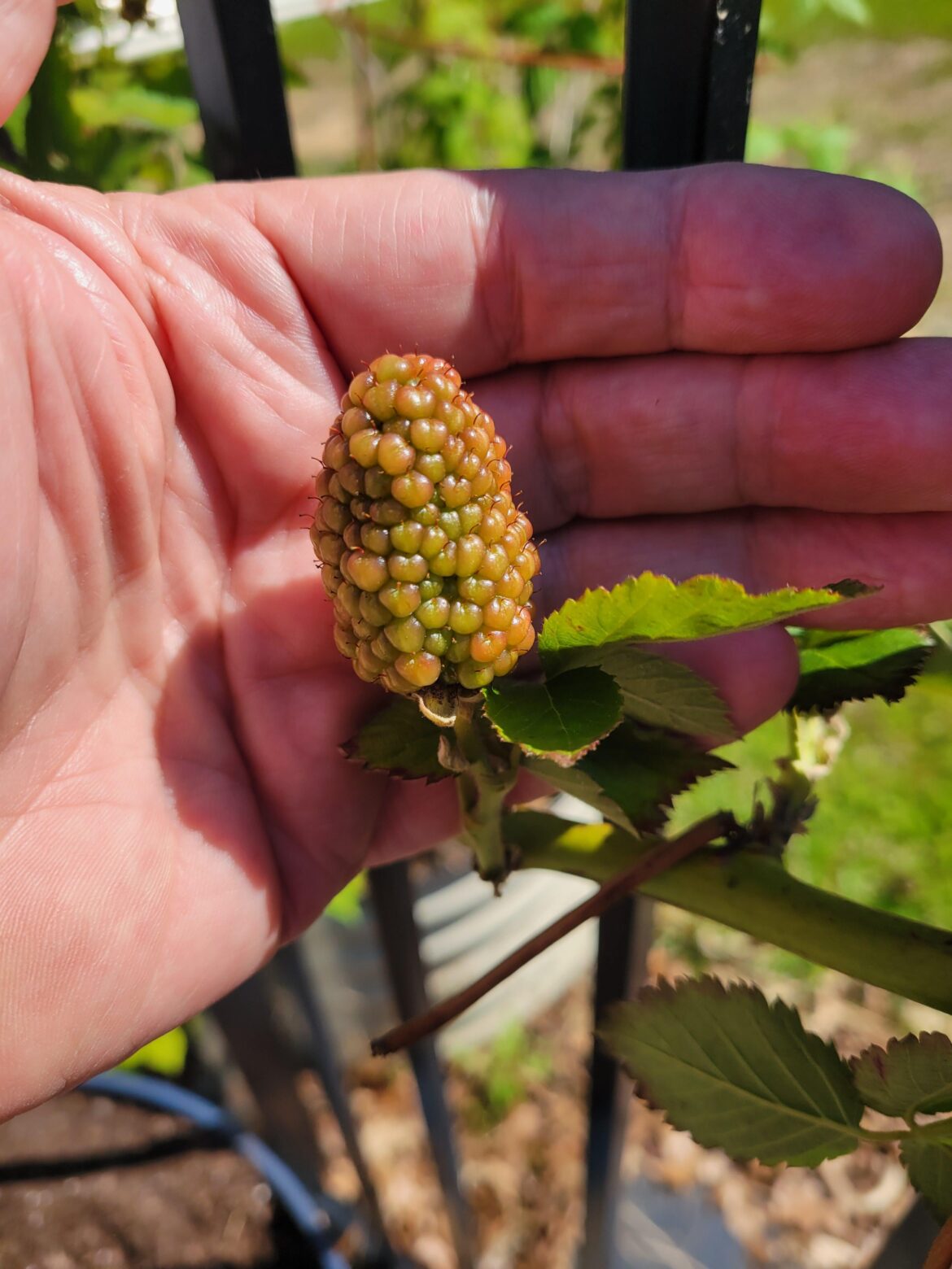 Checking out my berries! Looks like they are going to be huge this year!