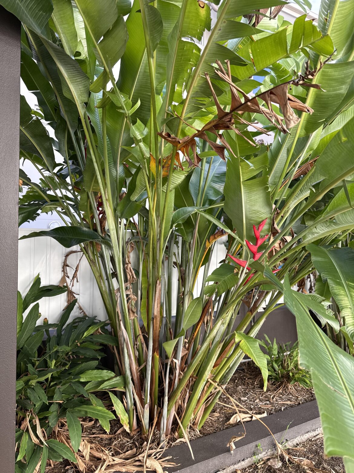 Heliconia - Out of control