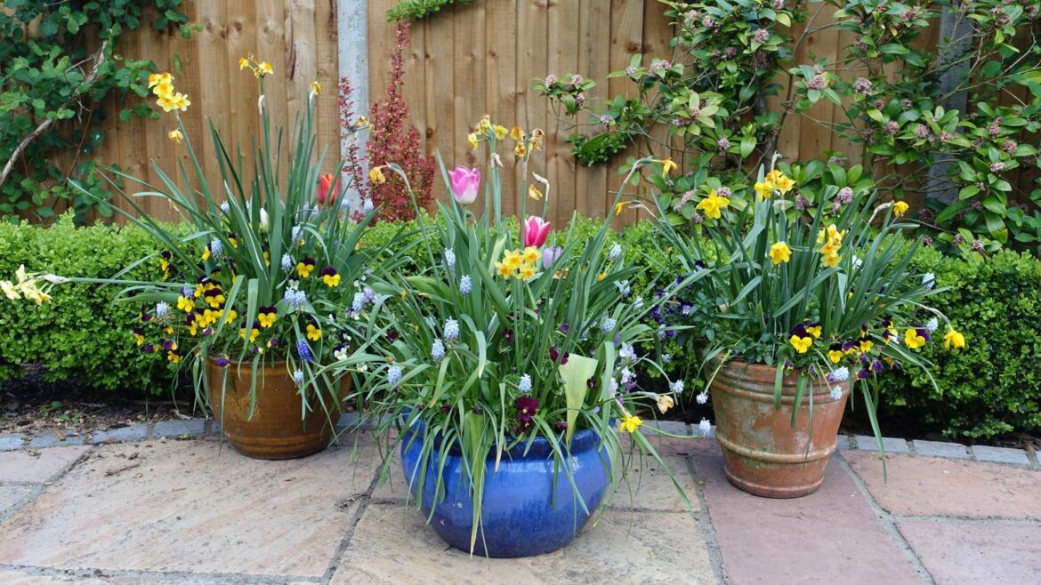 Two brown plant pots behind a vibrant blue plant pot on a patio
