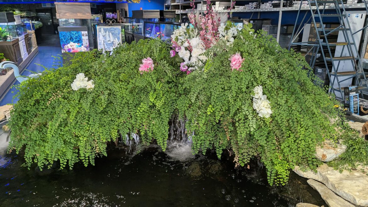 Wanted to share this Maidenhair Fern Wanted to share this Maidenhair Fern
