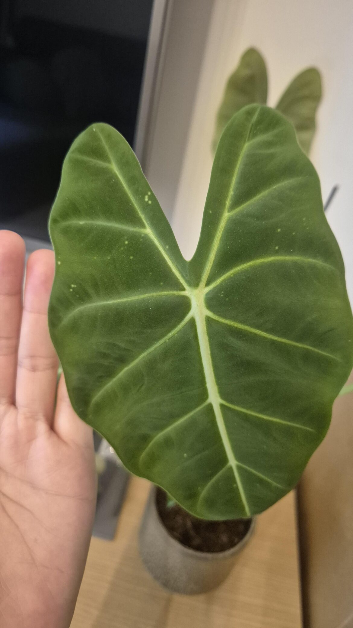 Are the white spots something bad?