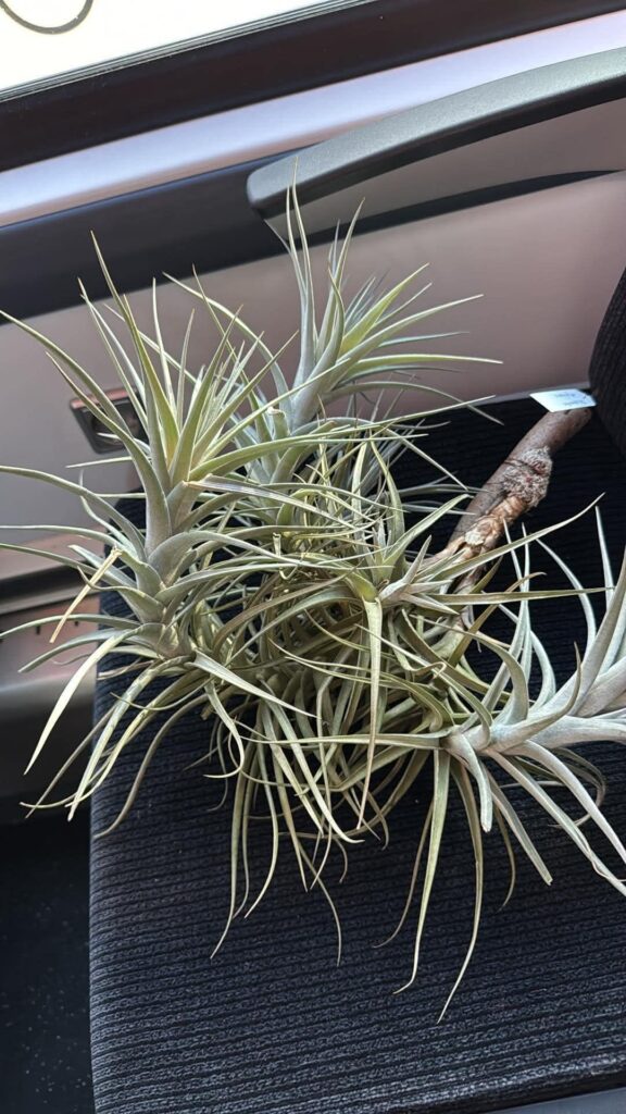 Managed to get this gigantic Tillandsia aeranthos for 20€.