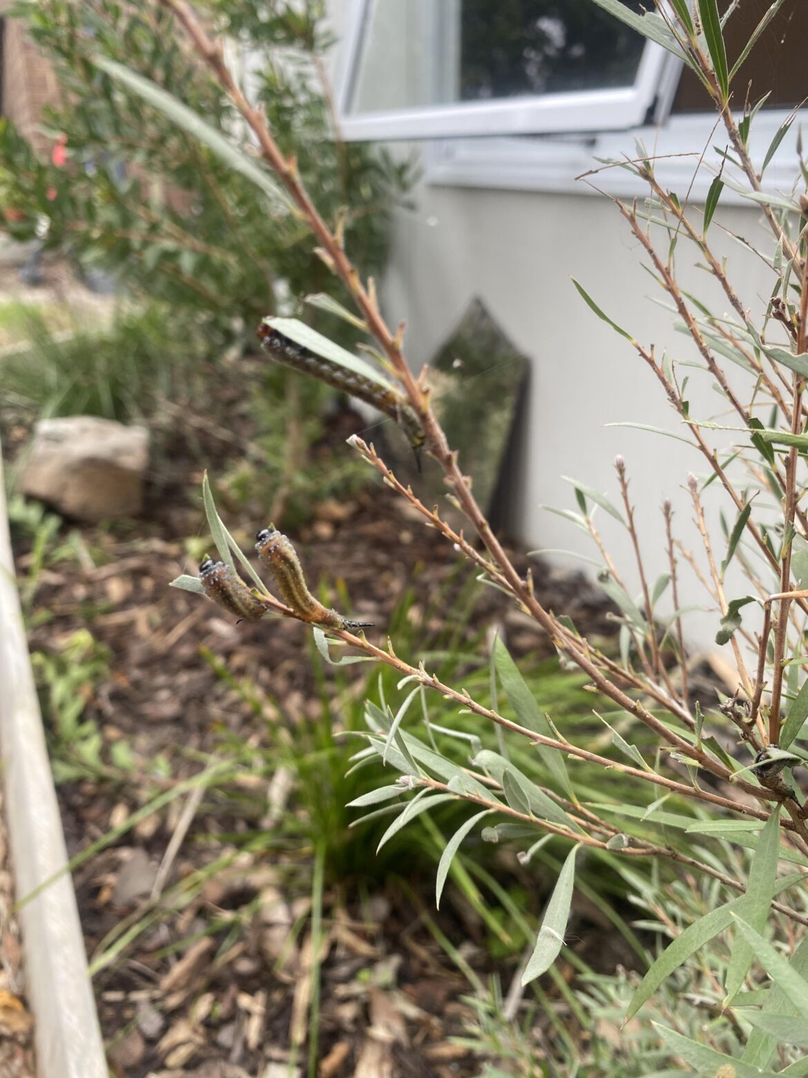 What are these caterpillars?