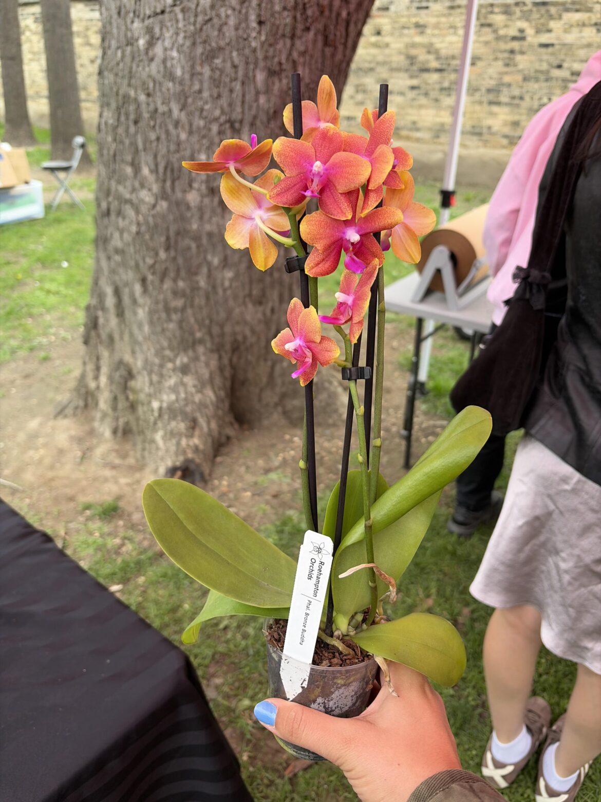 I got my mom a beautiful orchid for her collection.