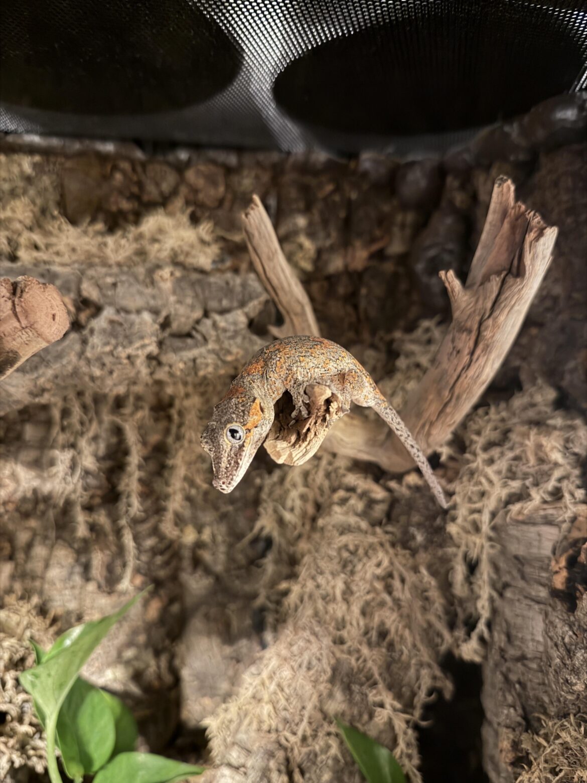 New to Vivariums.
