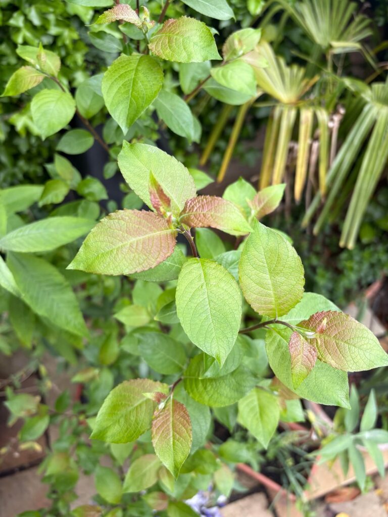 Are we thinking plum? UK south