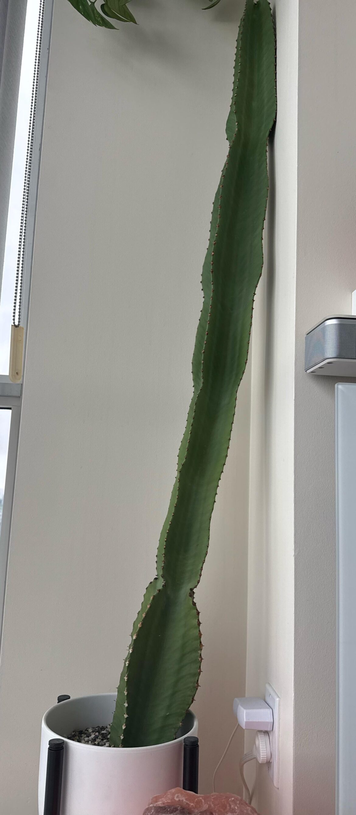 Tall succulent needs cut but I can’t figure out its name to research how!